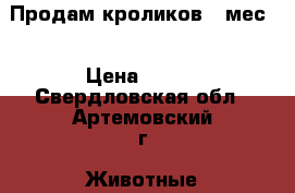Продам кроликов 2 мес. › Цена ­ 200 - Свердловская обл., Артемовский г. Животные и растения » Другие животные   